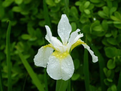 Iris sibirica weiß.JPG