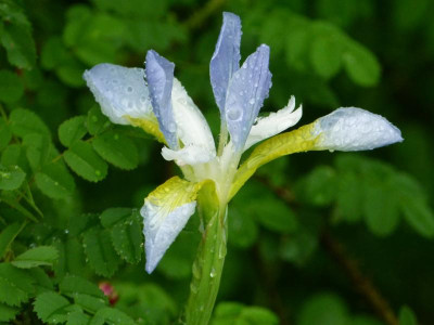 Iris sibirica 'Summer Skies'.JPG