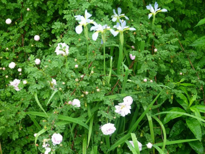 Rosa 'Staffa' mit Iris 'Summer Skies'.JPG