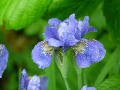 Iris sibirica 'My Love'.JPG