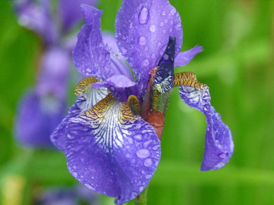 Iris sib. 'Elfe'.JPG