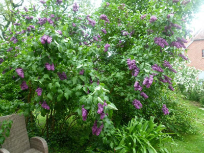 Syringa vulgaris an der Terrasse.JPG