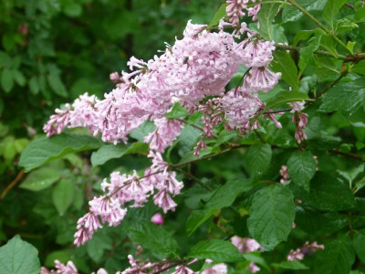 Syringa prestoniae.JPG