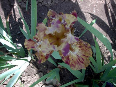 Irisbluete2008_190.jpg