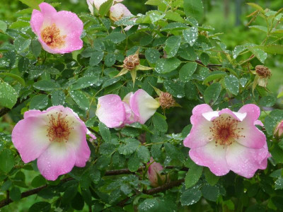 Rosa 'Frühlingsmorgen'.JPG
