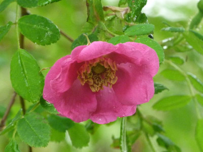 Rosa moyesii.JPG