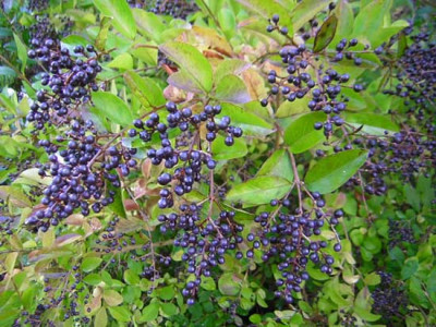 77Ligustrum_ovalifolium_DartsAbundance.jpg