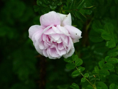 Rosa 'Staffa'.JPG