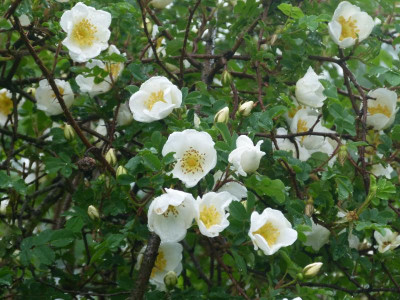 Rosa spinossissima.JPG