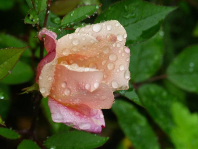Rosa mutabilis.JPG