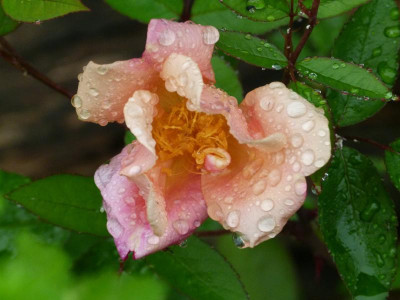 Rosa mutabilis 2.JPG
