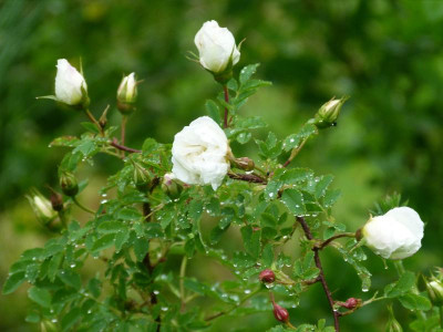 gefüllte Bibernellrose von Eggert.JPG
