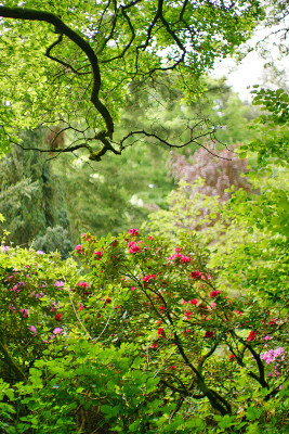 sf_rhodo_01.jpg