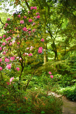 sf_rhodo_02.jpg