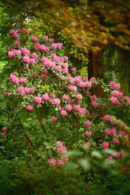 sf_rhodo_03.jpg