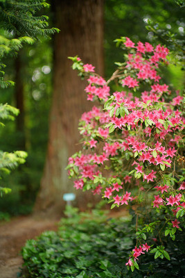 sf_rhodo_06.jpg