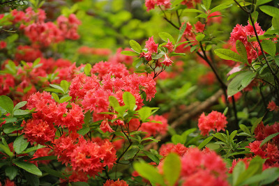 sf_rhodo_07.jpg