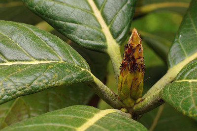sf_rhodo_08.jpg