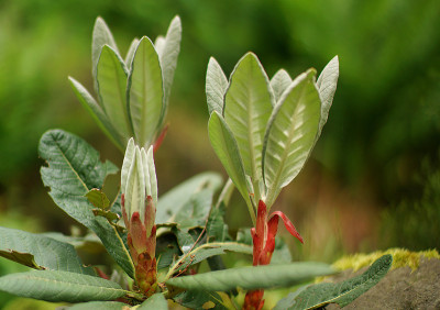 sf_rhodo_09.jpg