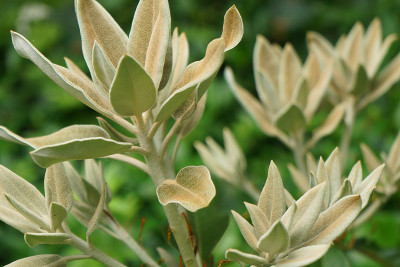 sf_rhodo_10.jpg
