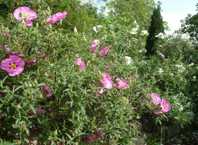 Cistus-purpureus.jpg