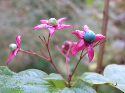 Clerodendrum_November.jpg