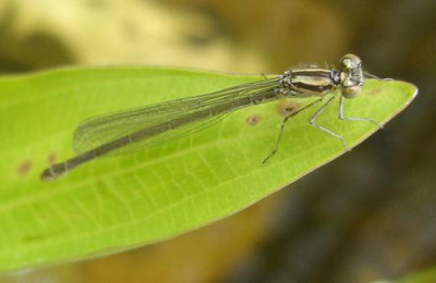 libelle2.jpg