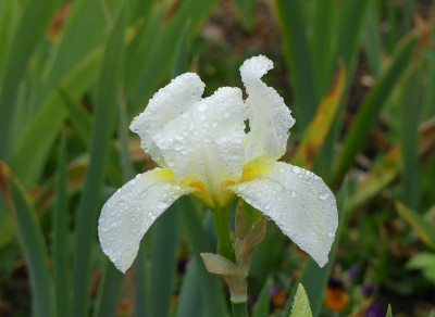 2023-05-23 Iris 'Lugano'.jpg