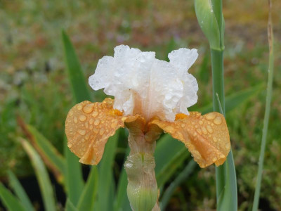 2023-05-23 Iris falsche VD.jpg