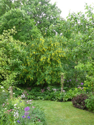 2023-05-23 Garteneinblick Laburnum.jpg