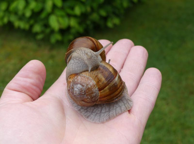 2023-05-23 Weinbergschnecke 1.jpg