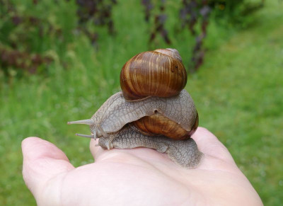 2023-05-23 Weinbergschnecke 2.jpg