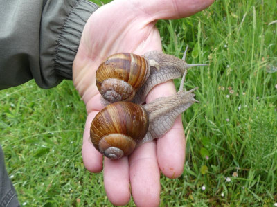 2023-05-23 Weinbergschnecke 3.jpg