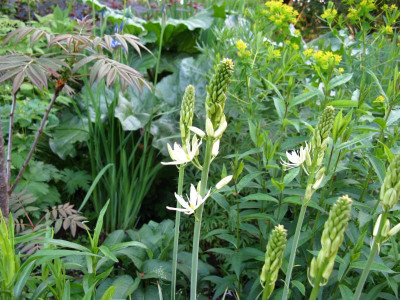 camassia leichtlinii sacajawea.JPG