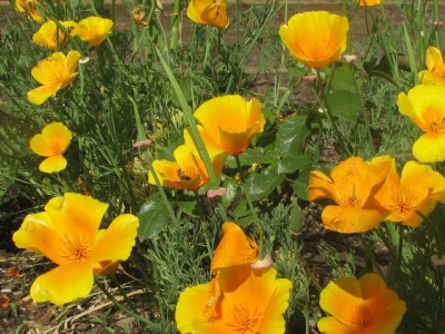 goldmohn_blueht.JPG