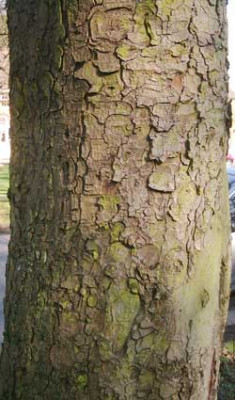 Aesculus_hippo_B1.jpg