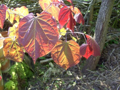 Cercis_canadensis_Forest_Pansy_fars_2008.jpg