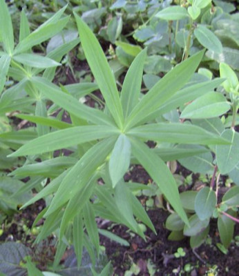 Polygonatum_unbekannt_fars_2008.jpg