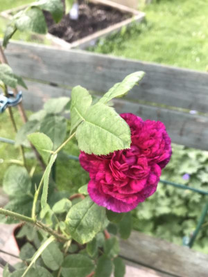 IMG_5676.JPEG