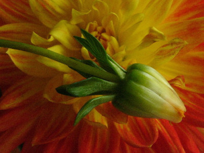Dahlia-Nov-2.jpg