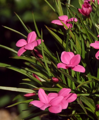 Rhodohypoxis_evtl_TETRA_RED.jpg