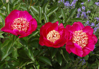 Barrington_Belle_R_25710_86.jpg