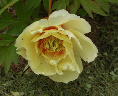 Oriental_Gold_HS_25656_90.jpg