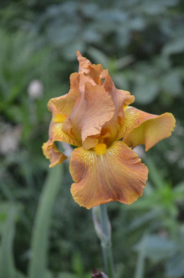 D8980.JPG