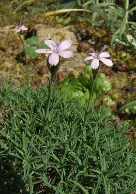 angebliche_Dianthus_erinaceus.jpg