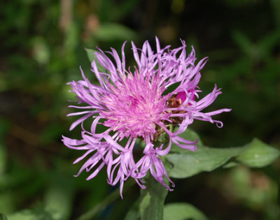 Schwarzliche_Flockenblume_S4_25016_95.jpg