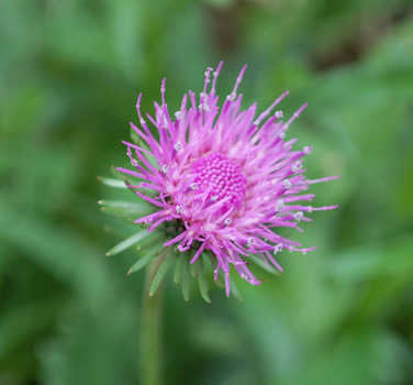 Berg-Distel_S4_23232_95.jpg