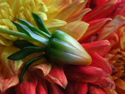 Dahlia-Nov-3.jpg