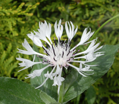 Berg-Flockenblume_Alba_S1_24121_89.jpg