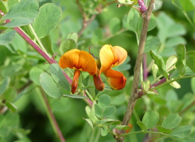 2023-05-24 Colutea 'Copper Beauty'.jpg